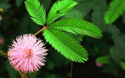 含羞草的啟示作文集錦15篇