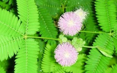 ���^�캬�߲ݵ�����