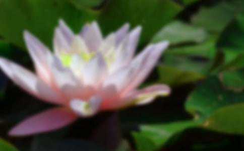 初中關(guān)于荷花作文700字