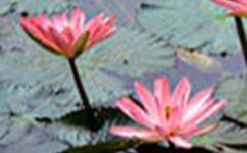 ���յĺɻ�����