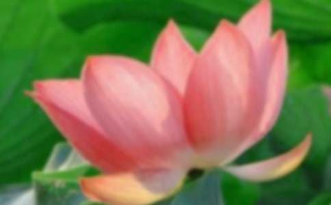 【精選】我的荷花作文3篇