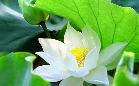 �����ĺɻ����꼉����