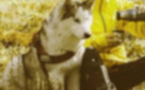 ���C�c�����C����