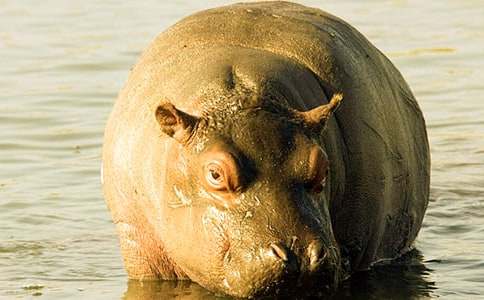 ���R��С��������