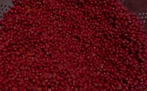 紅豆發(fā)芽的觀察日記作文