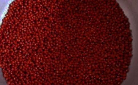 描寫植物的作文:紅豆杉的感恩