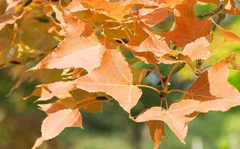 濟南紅葉谷作文400字