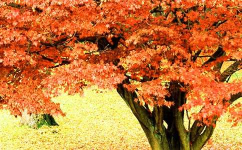 ��ɽ�t�~����10ƪ