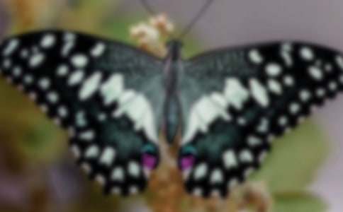 和蝴蝶共舞作文