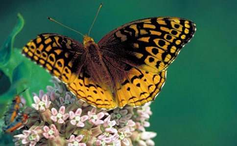 С�W�����ģ������Ć�ʾ