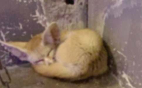 ���x���f�ͺ�؂���ľ�ƪ