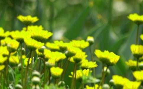 春天的花朵作文8篇