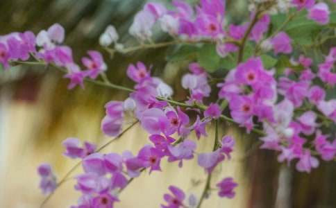 盛開在時(shí)光里的花朵作文(11篇)