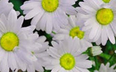 心中新盛的花朵作文