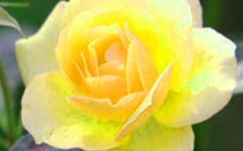 有關(guān)開在記憶里的花朵作文六年級17篇