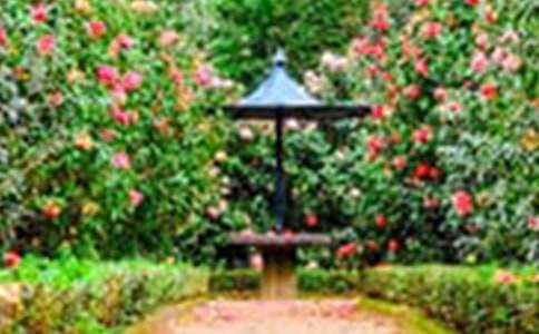 �����Ļ��@���ģ�ͨ��65ƪ��