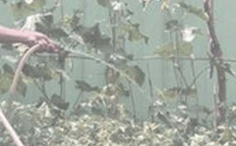 澆花作文400字八篇