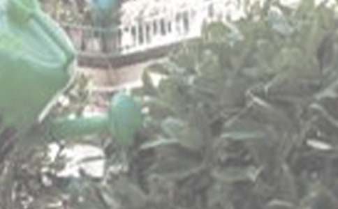 澆花作文400字4篇