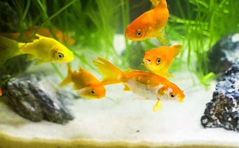 觀察金魚的作文