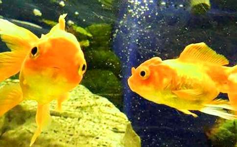 我喜歡的小金魚作文400字(精選46篇)