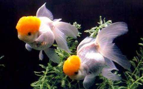 �Ұl(f��)�F(xi��n)�˽��~�ĊW������