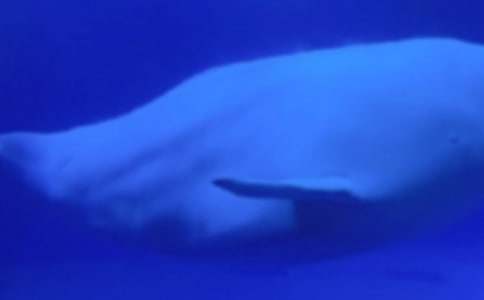 鯨魚(yú)作文300字8篇