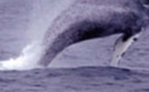 鯨魚作文300字(精選32篇)