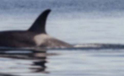 我是鯨魚作文三篇