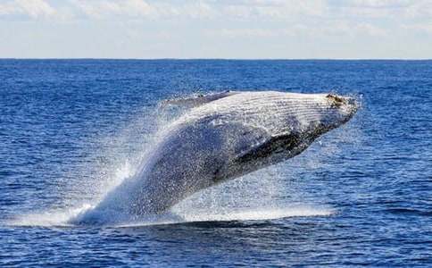 �L�~�Ć�ʾ����