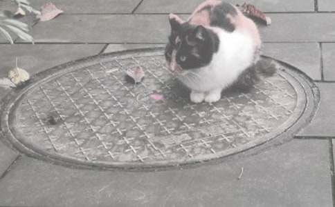 蓋好井蓋作文200字