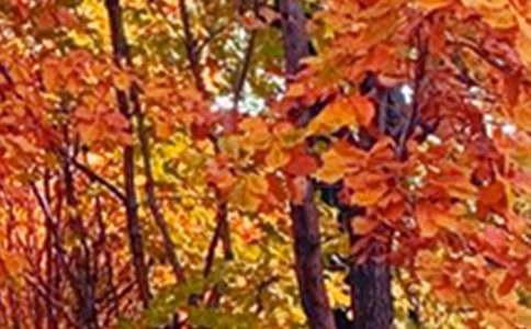 �ļ���ɫ����