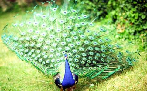 驕傲的孔雀童話作文(5篇)