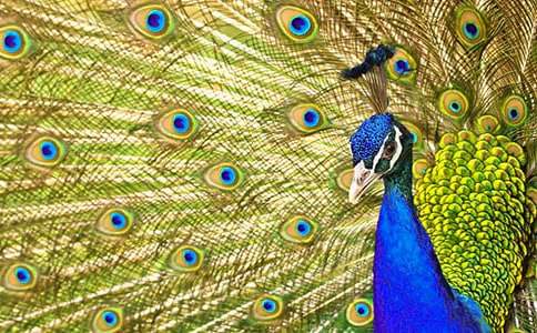 �����Ŀ�ȸ���ģ����x66ƪ��