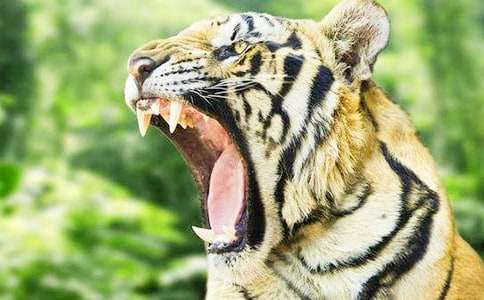 老虎童話作文600字七篇