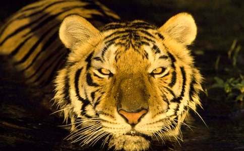 動(dòng)物寓言故事:老虎的皇冠去哪里了