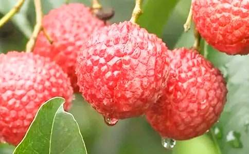 美麗的荔枝公園小學(xué)生作文