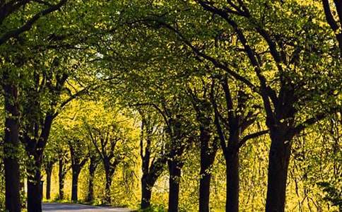 走在林蔭道上散文