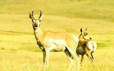 ������ľ��Ԕ���̰�