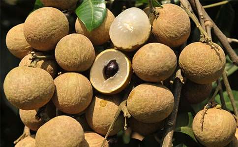 龍眼家鄉(xiāng)作文九篇