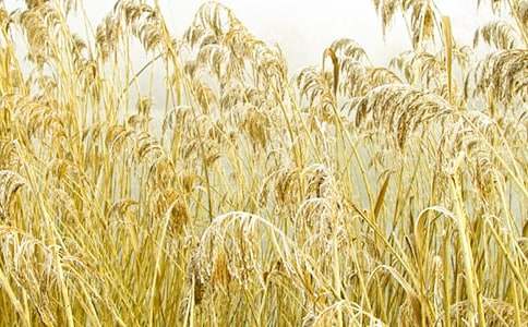 �JȔ���_(k��i)�㻨�w��(j��ng)��Ԋ(sh��)��