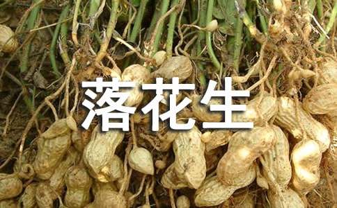 落花生的詞語解析