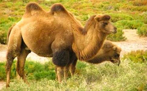 �����c���Ԣ�Թ���