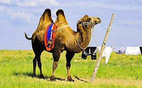 ��ŭ��������