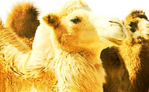 ��һ���T�����ģ�ͨ��21ƪ��