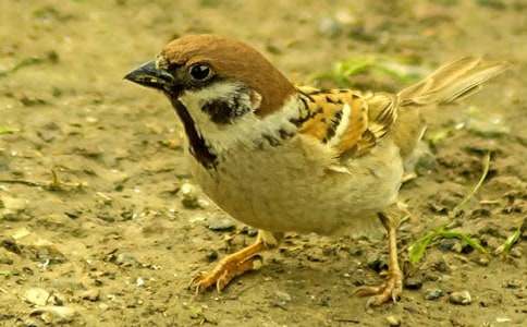 麻雀排隊(duì)的寓言故事