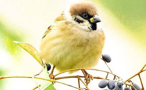 ��С��ȸ����