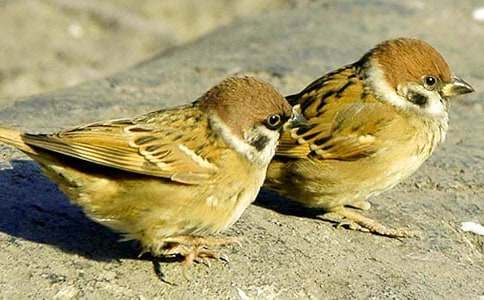 ��С��ȸģ���n����Ԣ�Թ���