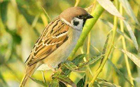 �茑��ȸ������350�֣�ͨ��32ƪ��