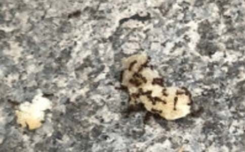 Λρ���D����