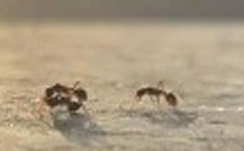 人生哲理故事:蒼蠅和螞蟻